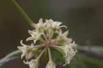 Gulf coast swallow-wort